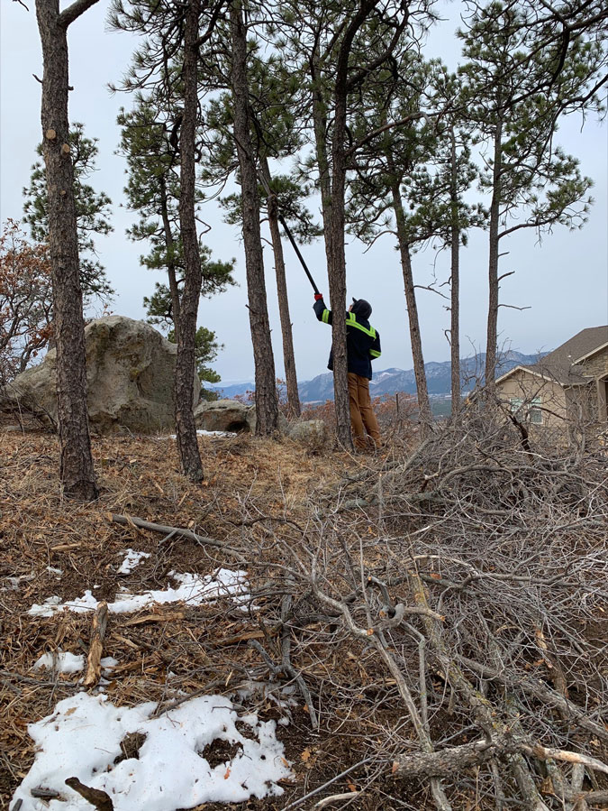A professional removes branches and debris from local pine trees