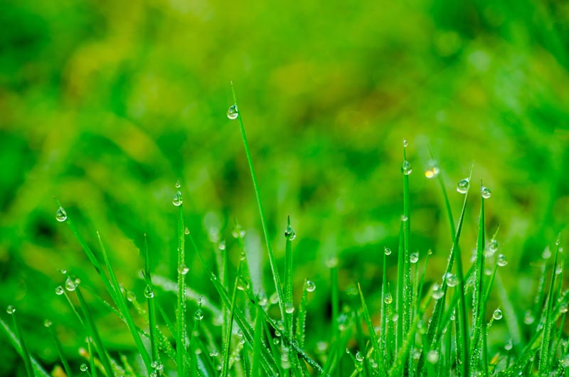 wet grass on a watered lawn