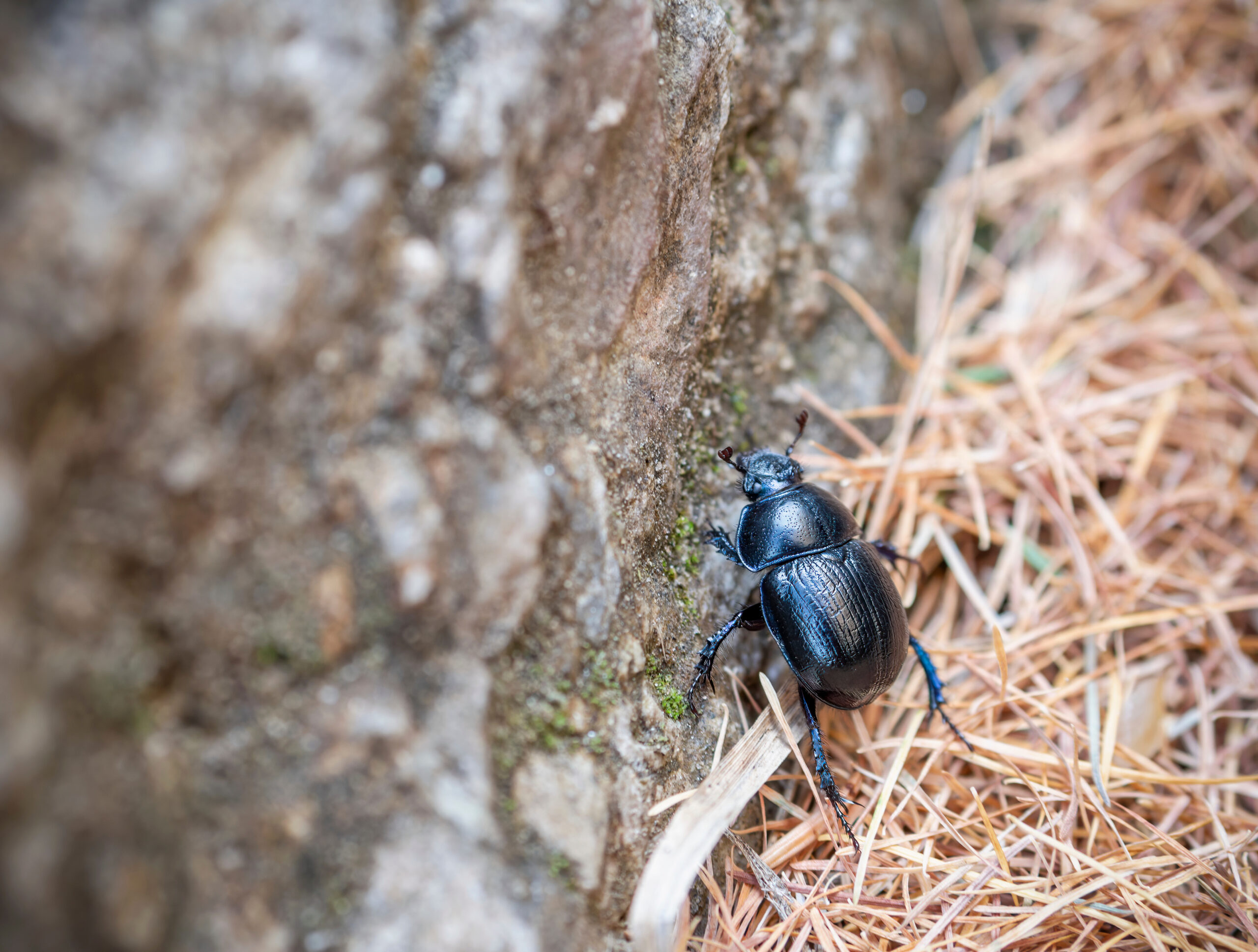 Image of a mountain pine beetle 